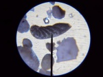 Фораминифера  из рода Planularia.