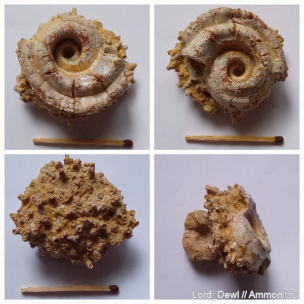 гастроподы, карбон, Гжель, Omphalotrochus, Aulopora, Omphalotrochus canaliculatus, 55 км