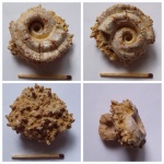 Omphalotrochus Canaliculatus и Aulopora sp.