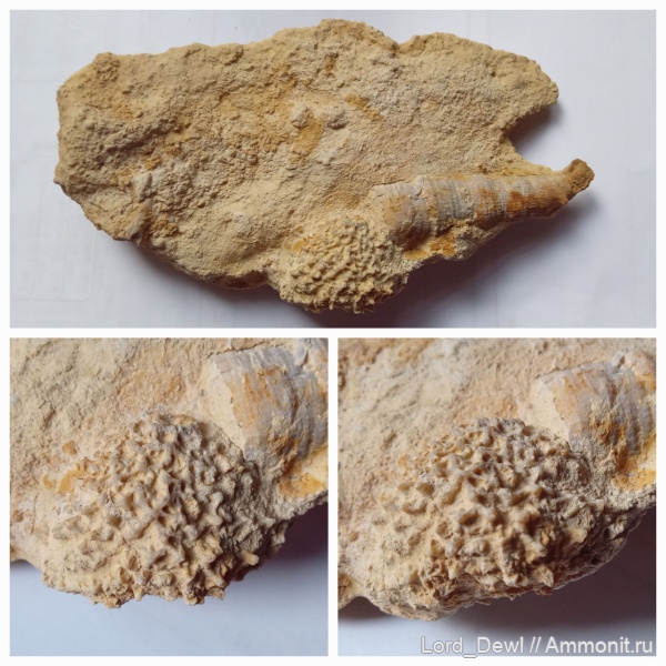 карбон, губки, Гжель, каменноугольный период, Gshelia, Pemmatites, Rugosa, Pemmatites macroporus, 55 км