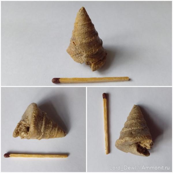 гастроподы, юра, Гжель, келловей, Pyrgotrochus conoideus, Pyrgotrochus, 55 км, ракушка