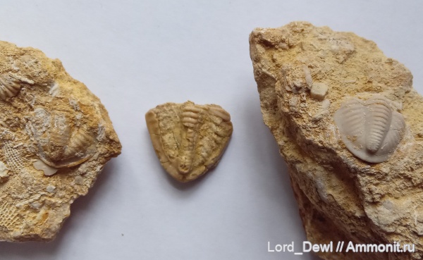 трилобиты, карбон, Гжель, пигидий, Ditomopyge, Ditomopyge mosquensis, Kaskia, Kaskia ivanovi, Mosquensis, 55 км