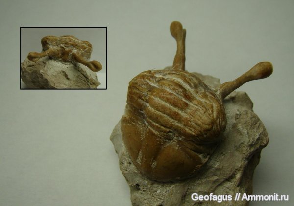 трилобиты, р. Волхов, Asaphus, Ленинградская область, Asaphus kowalewskii