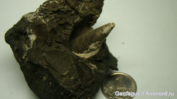 белемниты, Москва, р. Шмелевка, фрагмоконы, belemnites, phragmocones