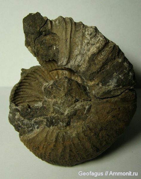 аммониты, Москва, р. Шмелевка, Ammonites