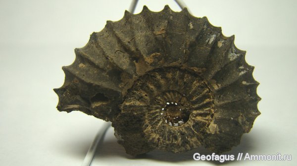 аммониты, Москва, Pavlovia, Ammonites