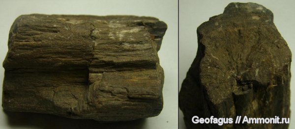 окаменелости, Москва, р. Шмелевка, древесина, окаменевшее дерево, Fossils