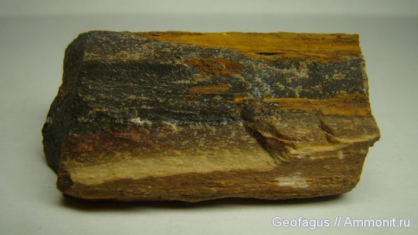 окаменевшее дерево, Удмуртия