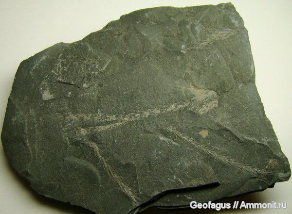 палеозой, Донбасс, Плауны, птеридофиты, lycopodites