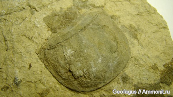 палеозой, ракоскорпионы, Украина, Eurypterus, р. Днестр, Eurypterus tetragonophtalmus