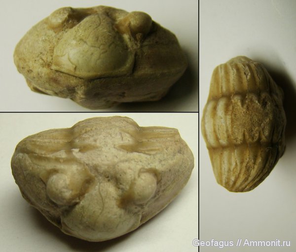 трилобиты, р. Волхов, Asaphus, Ленинградская область