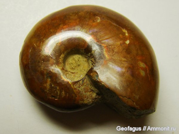 Мадагаскар, Cleoniceras