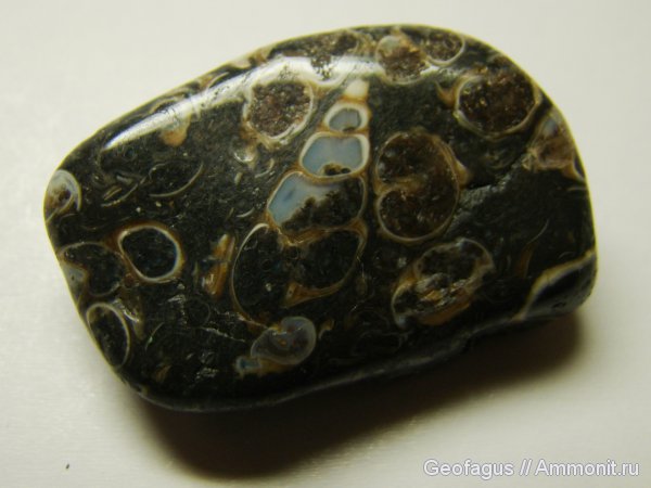 Гастроподы