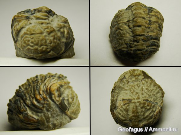 трилобиты, Марокко