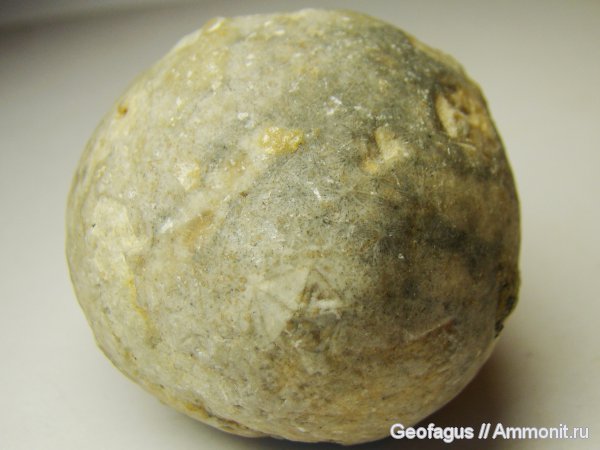 цистоидеи, Echinosphaerites