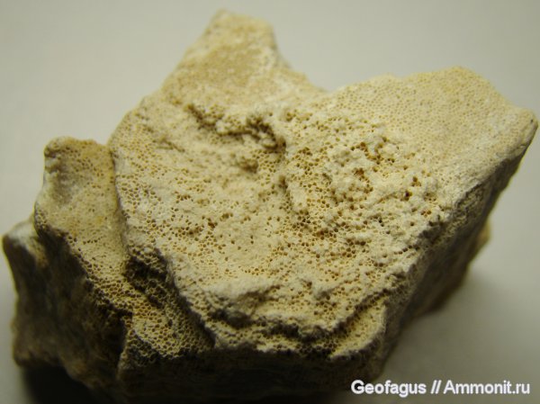 Chaetetes, Калужская область