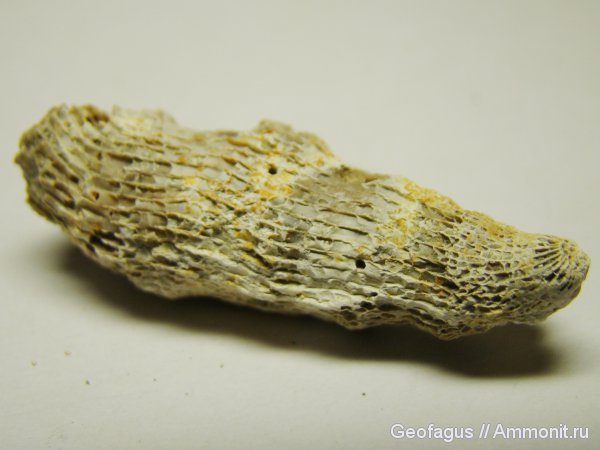 Калужская область, Rugosa