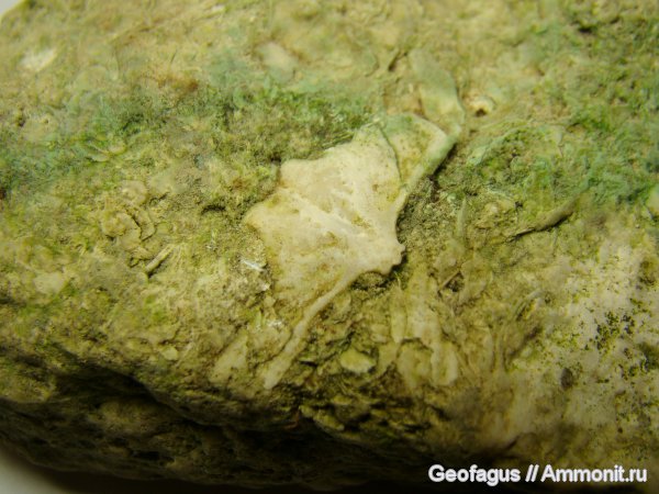 брахиоподы, Productus, Productida, р. Ратовка, Верея