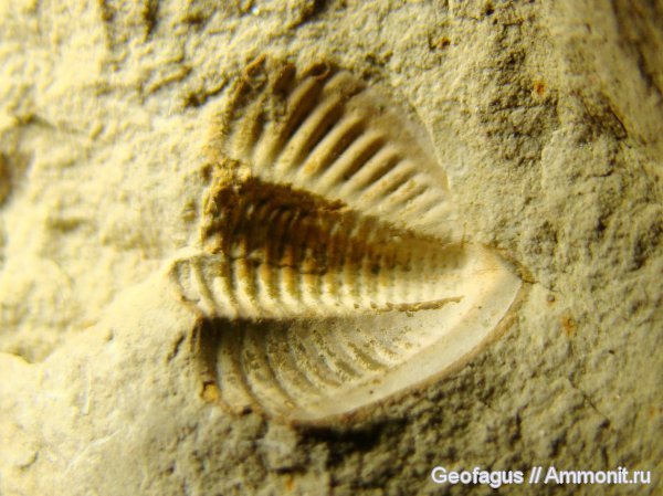 трилобиты, карбон, пигидий, Калуга, Proetida, Paladin