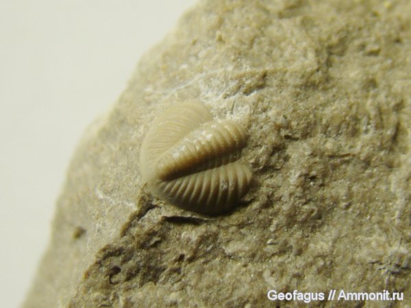 трилобиты, карбон, пигидий, Калуга, Proetida, Paladin