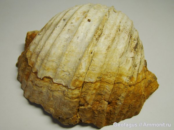 карбон, Gigantoproductus, Productus, Калуга, Productida, Gigantus