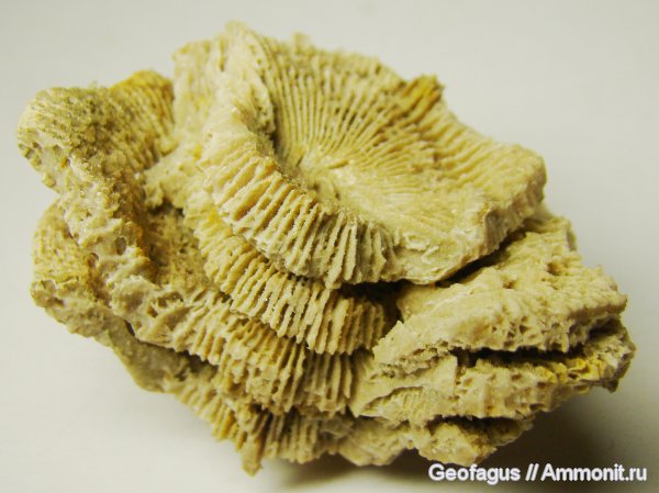 Калуга, Rugosa, amplexus