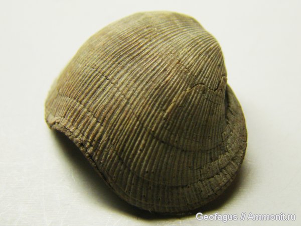 брахиоподы, Orthida, Schizophoria