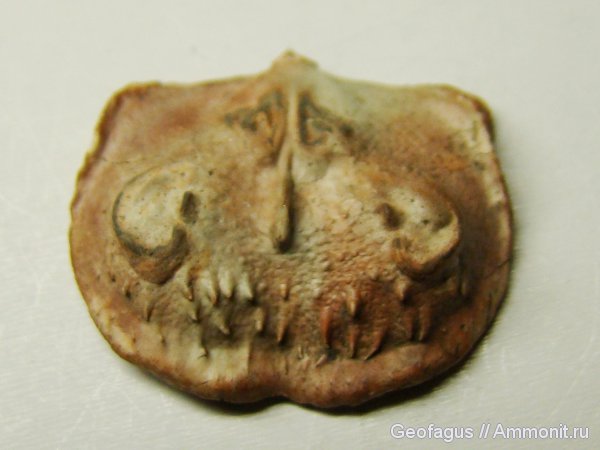 брахиоподы, Productus, Productida, Marginifera, Eomarginifera