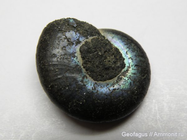 Москва, Kachpurites, Volgian