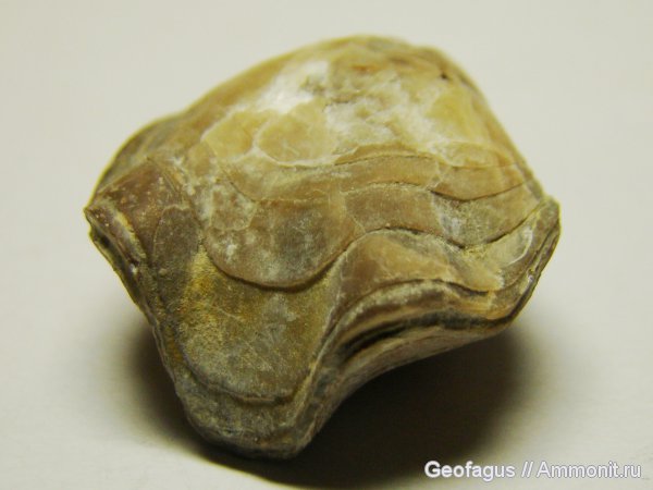 брахиоподы, Athyris, Composita, Athyridida