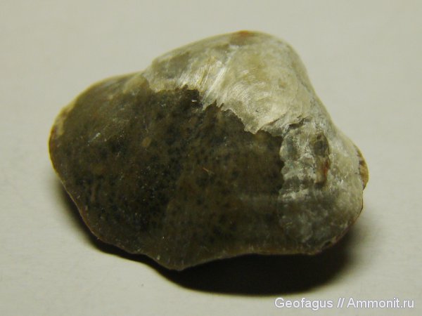 брахиоподы, Terebratula