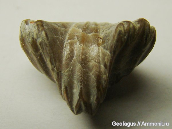 брахиоподы, Rhynchonella, Camarotoechia, Rhynchonellida