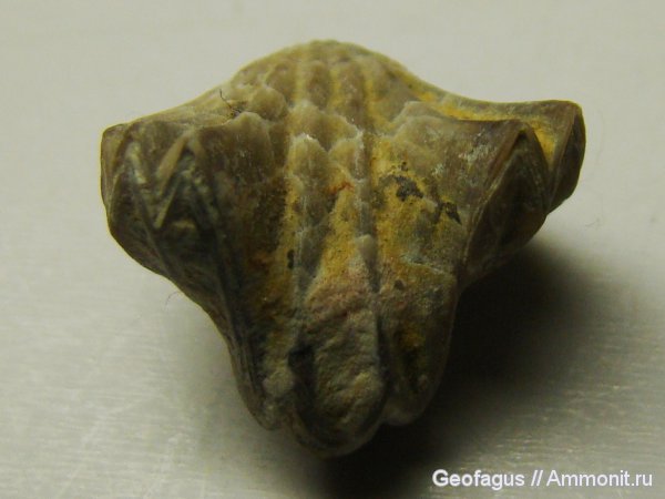 брахиоподы, Rhynchonella, Camarotoechia, Rhynchonellida