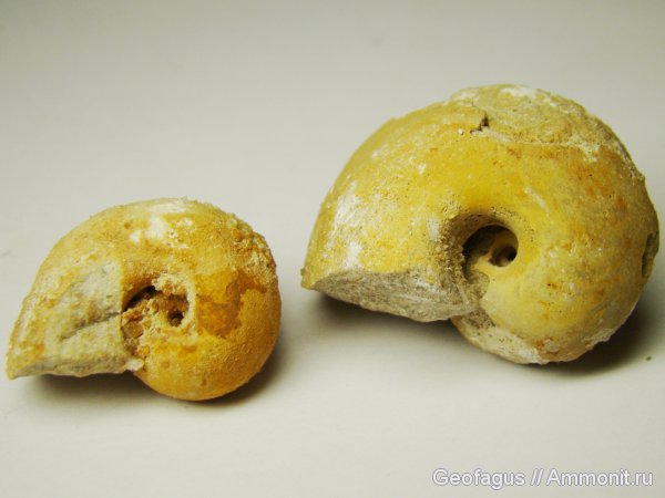 гастроподы, Bellerophon, Bellerophontidae