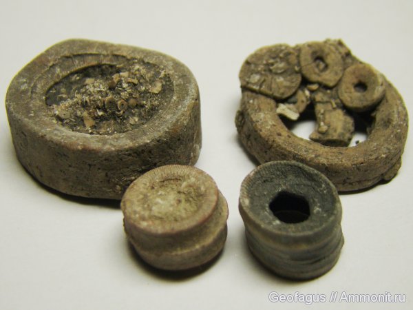 морские лилии, иглокожие, членики морских лилий