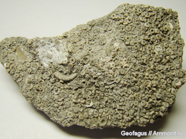 морские лилии, иглокожие, членики морских лилий