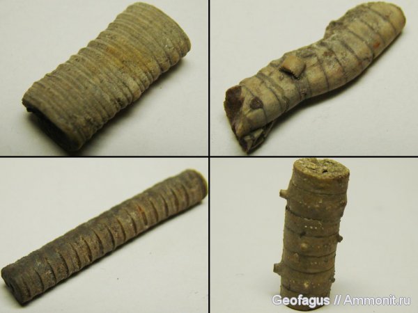 морские лилии, иглокожие