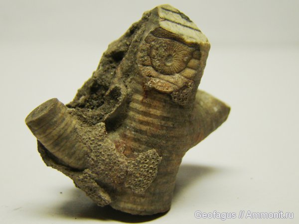 морские лилии, иглокожие