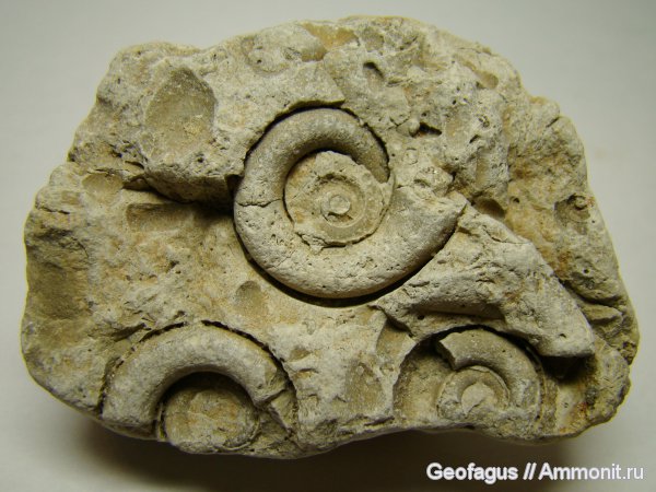 гастроподы, Euomphalus