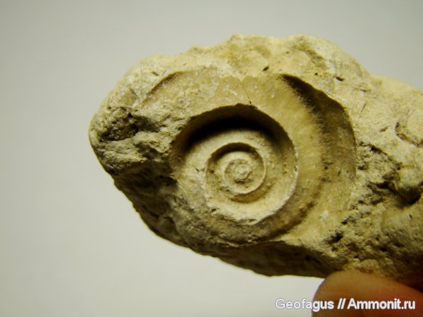 гастроподы