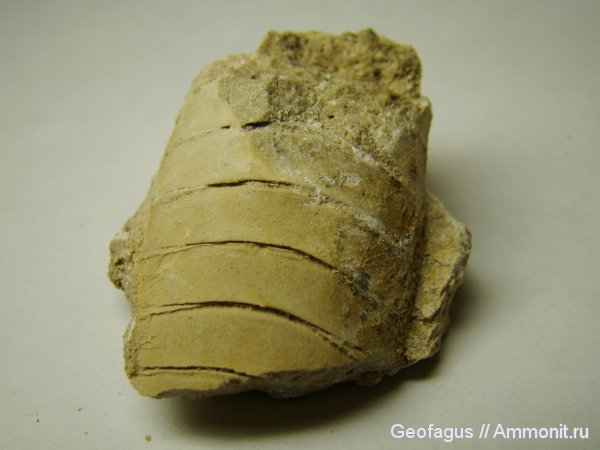 ортоцерасы, Калужская область