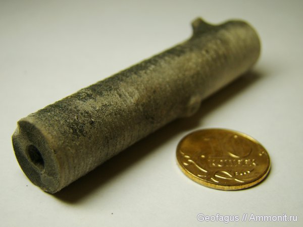 морские лилии