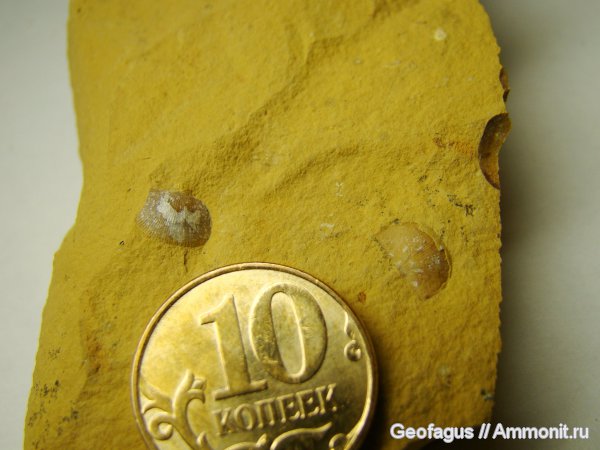 брахиоподы, карбон, Chonetes, Калужская область