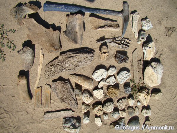 гастроподы, губки, мамонты