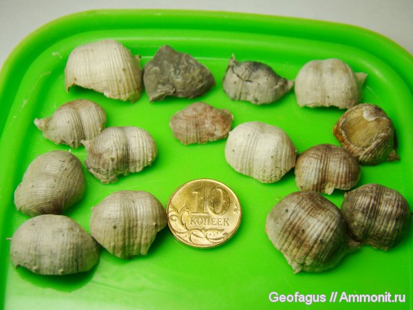 брахиоподы, Productus, Productida, Productus margenifera