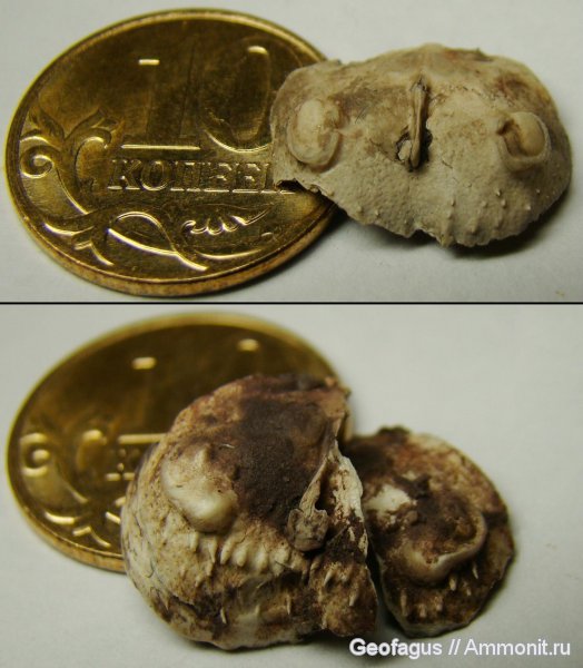 брахиоподы, Productus, Productida, Eomarginifera, Productus margenifera