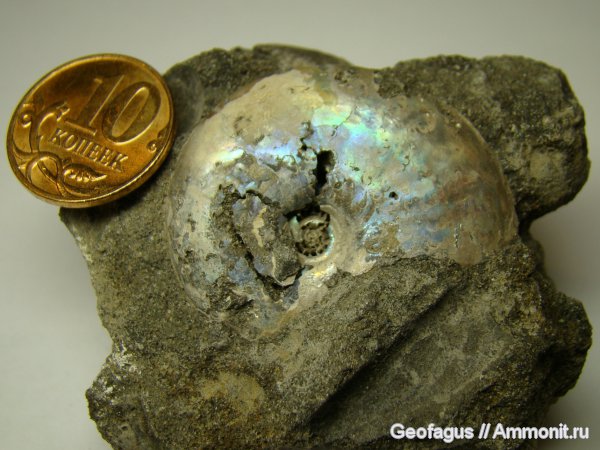 аммониты, Garniericeras, Garniericeras catenulatum, Ammonites