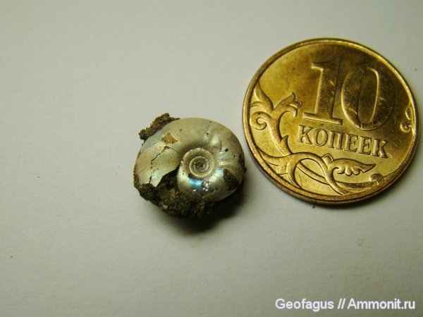 аммониты, Garniericeras, Ammonites