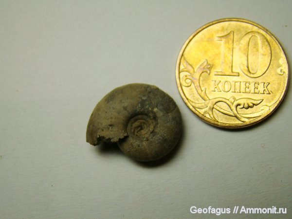 аммониты, Garniericeras, Ammonites