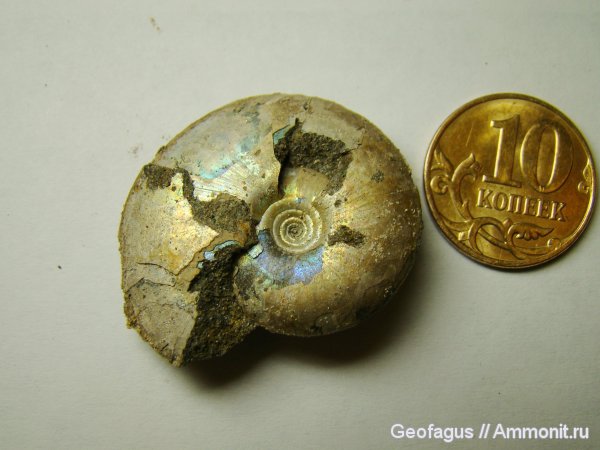 аммониты, Garniericeras, Garniericeras catenulatum, Ammonites